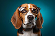 Eyeglass-wearing Beagle on teal backdrop, perfect for school materials, pet care guides