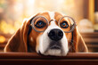 Intellectual Pup. A beagle donning glasses in soft focus, suitable for pet care campaigns, eyewear ads, and academic projects