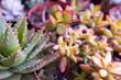 Succulent background, selective focus. Composition of colorful succulents for publication, poster, calendar, post, screensaver, wallpaper, cover, website. High quality photo