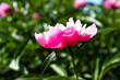 One bloom peony on blurred green garden background at the sunny day. Pink flower for publication, design, poster, calendar, post, screensaver, wallpaper, postcard, cover, website. High quality photo