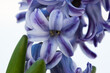 Lilac hyacinth plant, close-up. Blooming hyacinth spring flowers for publication, poster, calendar, post, screensaver, wallpaper, banner, cover. High quality photo