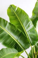 Wall Mural - green banana leaves of exotic palm tree, tropical plant foliage, white background