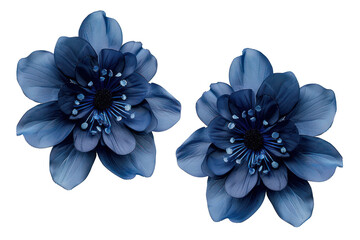 dark blue flowers isolated on transparent background cut out png