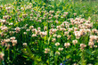 Clover meadow, selective focus. Background from clovers flowers for publication, design, poster, calendar, post, screensaver, wallpaper, postcard, banner, cover. High quality photo