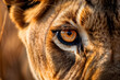 Close-up of lioness’s eye in the wild, ideal for safari-themed designs and nature campaigns