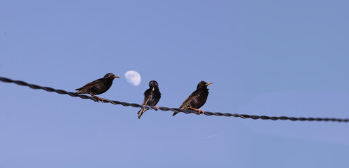 Wall Mural - Evening hygiene of starlings on the wire.