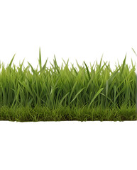 green grass isolated on white background