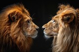 Fototapeta  - Two lions with lush manes face each other intimately against a dark background, showing the beauty of wildlife