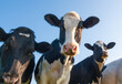 Holstein cows over a blue sky