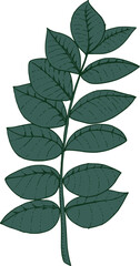 Wall Mural - hand drawn dark green zamioculcas plant leaf isolated on background. greenery icon. vector doodle il