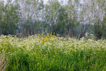 Wall Mural - Selective focus of white flowers Cow Parsley in spring, Anthriscus sylvestris, Wild chervil or keck is a herbaceous biennial or short-lived perennial plant in the family Apiaceae, Natural background.