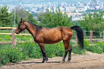 horse on the farm