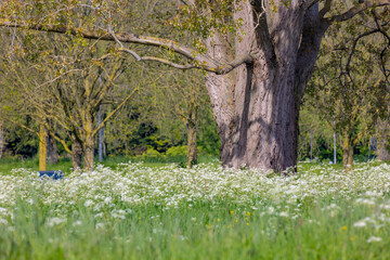 Wall Mural - Selective focus of white flowers Cow Parsley in spring, Anthriscus sylvestris, Wild chervil or keck is a herbaceous biennial or short-lived perennial plant in the family Apiaceae, Natural background.
