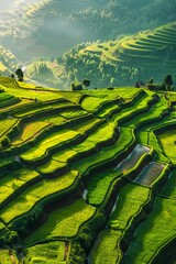 Wall Mural - A beautiful view of rice terraces in the mountains.