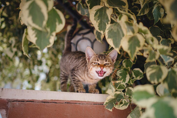Sticker - Cat on the street of Antalya, Turkey
