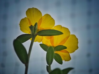 Poster - two yellow flowers are standing together against the background of blue sky