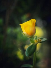 Wall Mural - a single flower blooming outside of a house next to a forest