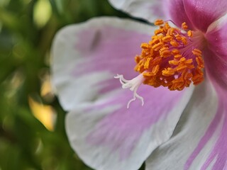 Sticker - the center of a flower with an odd pink frillying