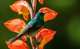 Fototapeta Sawanna - Greater double-collared sunbird (Cinnyris afer) at rest on a Natal lily.