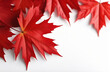 Red maple leaves on white background. Autumn season or Canada symbol maple leaf. Card with copy space