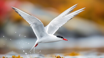 Arctic Tern