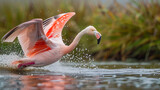 Fototapeta Psy - Chilean Flamingo
