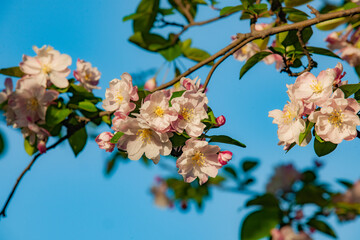 Wall Mural - In spring, plants grow fresh and tender flowers and leaves of various colors