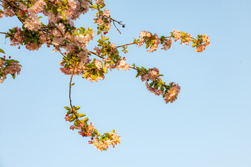 Wall Mural - In spring, plants grow fresh and tender flowers and leaves of various colors