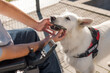 Assistance dog providing help to man with disability, retrieving dropped mobile phone. Mobility support service concept.