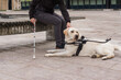 Blind or visually impaired woman resting with a guide dog on the bench