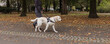 Blind woman walking in city park with a guide dog assistance