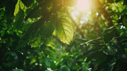 Wall Mural - Amidst a lush green forest sunlight filters through the vibrant leaves of the trees showcasing nature s beauty This setting exemplifies the principles of natural carbon capture and the inno