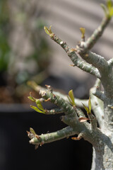 Adenium plants(desert rose)