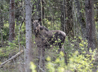 Wall Mural - a young moose in the bushes near the road looks out for a safe route on a spring day