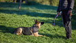 © peopleimages.com - Dog, training ad park with man, ball and pet toy on a lawn with German Shepard in a backyard. Garden, patience and trainer together with rescue canine outdoor with game, trust and care on grass