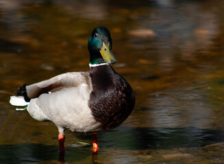 duck on the water