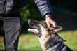 © peopleimages.com - Pet, best friend and dog with person in park for exercise, training and adventure outdoors. Owner, happy and man with German Shepherd on holiday, vacation and weekend for games, bonding and fun