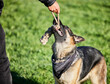 © peopleimages.com - Pet, toys and dog with person in park for exercise, animal training and adventure outdoors. Owner, happy and man with German Shepherd in backyard with rope for playing games, bonding and learning