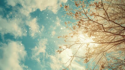 Poster - Sunlight filtering through dense tree canopy. Ideal for nature and environment concepts