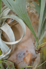 Canvas Print - abstract close-up of the decorative Staghorn fern, scientifically known as Platycerium spp, at the botanical garden