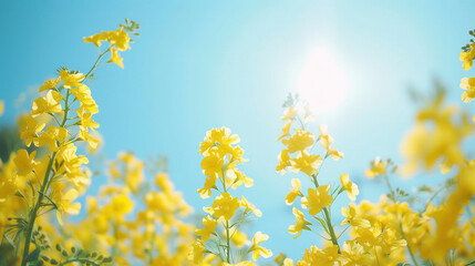 Wall Mural - yellow rapeseed flowers sea under the blue sky