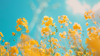 Wall Mural - yellow rapeseed flowers sea under the blue sky