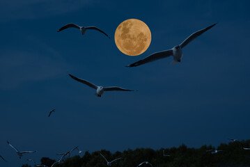 Wall Mural - full moon with birds in the sky.