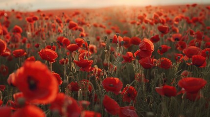 Poster - Beautiful field of red poppies with the sun setting in the background. Perfect for nature and landscape themes
