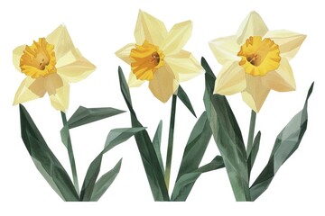 Poster - Three vibrant daffodils on a clean white backdrop. Perfect for spring-themed designs