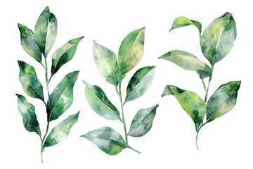 Poster - Fresh green leaves on a clean white background. Perfect for botanical designs