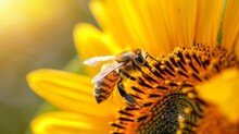 Close-up Of A Bee Buzzing Around A Sunflower, Covered In Pollen And Silhouetted Against The Vibrant Yellow Petals
