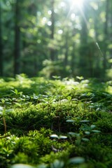Wall Mural - Close-up of a patch of lush green moss growing on a forest floor, with sunlight filtering through the leaves above