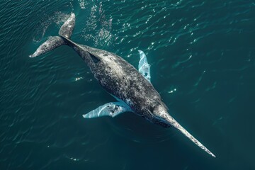 Canvas Print - A majestic gray whale gracefully swimming in the water. Perfect for marine life and nature concepts