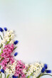 Beautiful spring flowers hyacinths and muscari on a light background, flyer.Abstract floral composition, still life with space for text, floral holiday card, summer greeting concept, selective focus